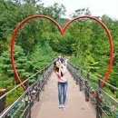 가을 숲으로 가자 이미지