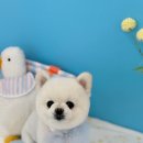 월영동147 | 마산 월영동 댓거리애견미용실 일티어 곰돌이컷은 여기서 무조건입니다 버블리