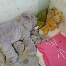 윤하농장 이미지