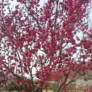 봄의향연 이미지