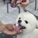 수 애견미용 이미지