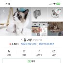 모할고양