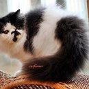 CatFlower