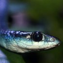 푸른전자 이미지