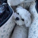 독핏코리아 이미지