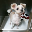 쏭트리밍 이미지