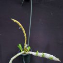 Dendrobium parishii semi-alba &#39;Bulb &#39; 이미지