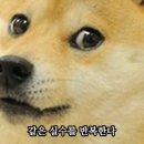 바바파파