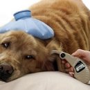 한빛종합동물병원 이미지