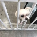 꽃남아 사랑해 이미지