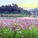 금강종합건설㈜ | 공주 미르섬 금강신관공원 코스모스 절정! 노을빛 가득한 가을 여행지 추천
