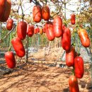 도성농장 이미지