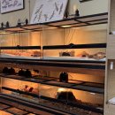 4933 | 덕표내 : 🦎 서울파충류샵 찾다가 다녀온 덕표내 후기 (일산파충류샵 추천!)