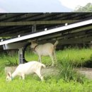 나라 태양광발전소 이미지