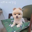 이쁘개 애견샵 이미지