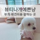 스타일나개 | 뷰티나개예쁜냥에서 우리 비숑 가위컷+스파 받은후기 너무 귀여워요