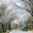 카페벚꽃길 네이버블로그