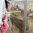 용인농장 | 용인 헤븐온어스 동물농장 후기 비오는 날 아이랑 가볼만한 실내 체험 추천