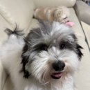 하바네즈 코리아 이미지