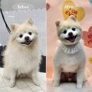 토토멀티샵