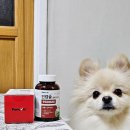 인메디칼 | 강아지관절영양제 추천 페노비스 강아지 관절 영양제 인캡슐 글루코사민 노견 슬개골 관리 후기