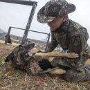 육군 군견훈련소 이미지