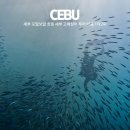 1타2피 | 세부 모알보알 호핑 세부 고래상어 투어 비용 1타2피