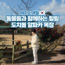 동선2목장 | 도치돌알파카목장 제주도 애월 겨울 여행 서쪽 코스 가볼만한곳