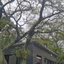 퐁낭아래 이미지