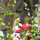 입술 닮은 붉고 흰 꽃잎의 강렬한 대비 ㅡ 선교장 초정에 피어난 핫립세이지(Hot Lips Sage) 이미지