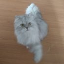 율하우리동물약국 이미지