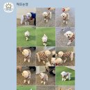 해뜨는댕 이미지