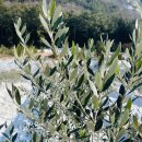 올리브나무 이미지