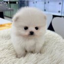 샵펫 강아지분양 울산점 이미지