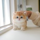 부산고양이분양 미유펫 이미지