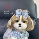 베베몽몽 이미지