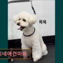 복이네 애견 미용 이미지