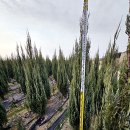 비단금 농장 | 블루앤젤 판매처 공유 저렴하게 구입했네요