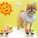 오늘도 해맑개 이미지