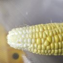 진공농장 이미지