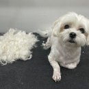 Re Pet 애견샵 이미지