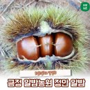 금정알밤농원