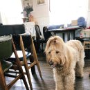 오즈카페 이미지