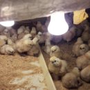 태성2농장 이미지