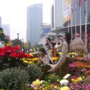 서울 삼성동 2008 국화축제 이미지