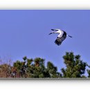 황새둥지 이미지