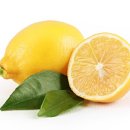 레몬팁 이미지