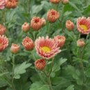 행복상점 이미지