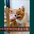 똥강아지 반려견 미용실·호텔 | 대구 반려동물비용 애견미용 강아지 고양이 똥강아지반려견미용실호텔 친절과 세심한 케어의 미용실