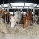 토종축산 이미지